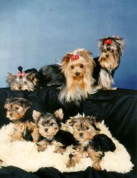 Sechs Yorkies